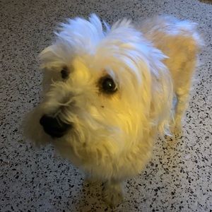 Meet your Posher, Rodney